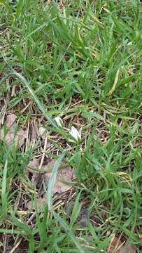 Image of Ornithogalum fimbriatum Willd.