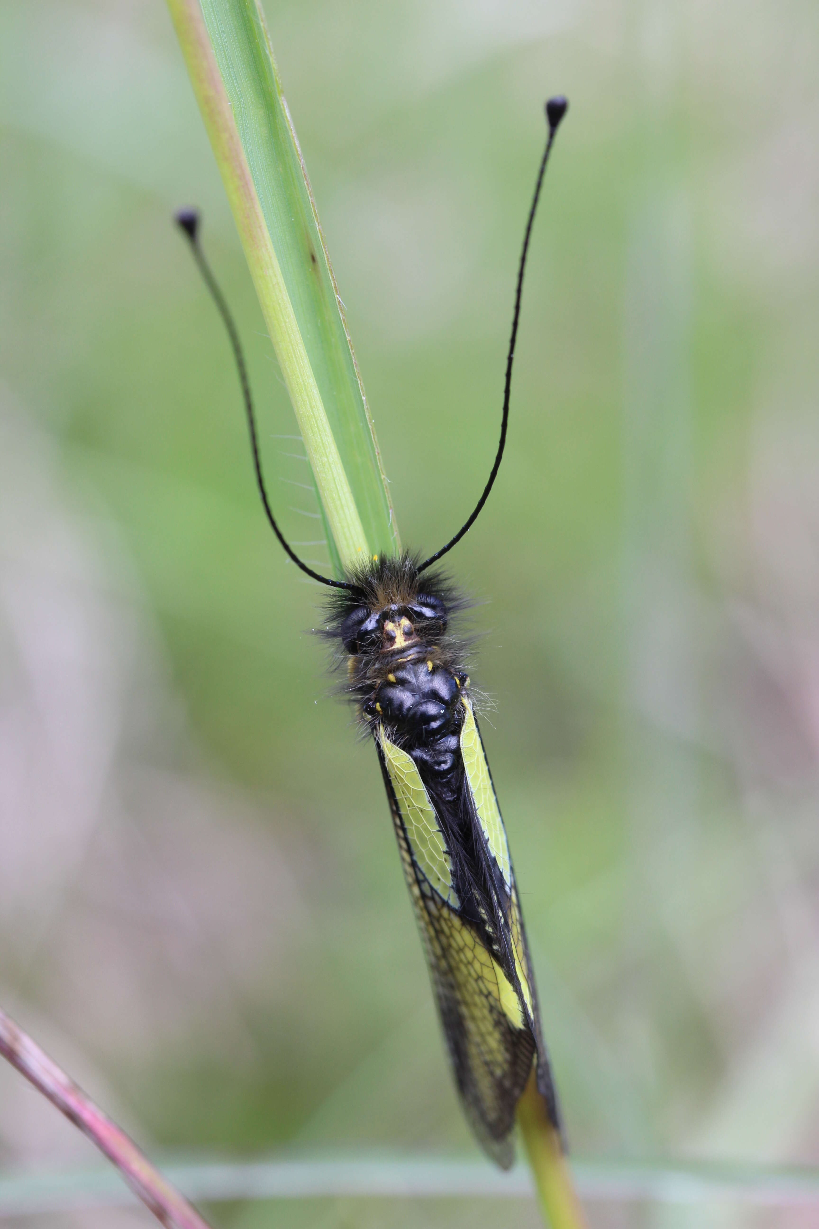 Image of Owly sulphur