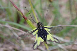 Image of Owly sulphur