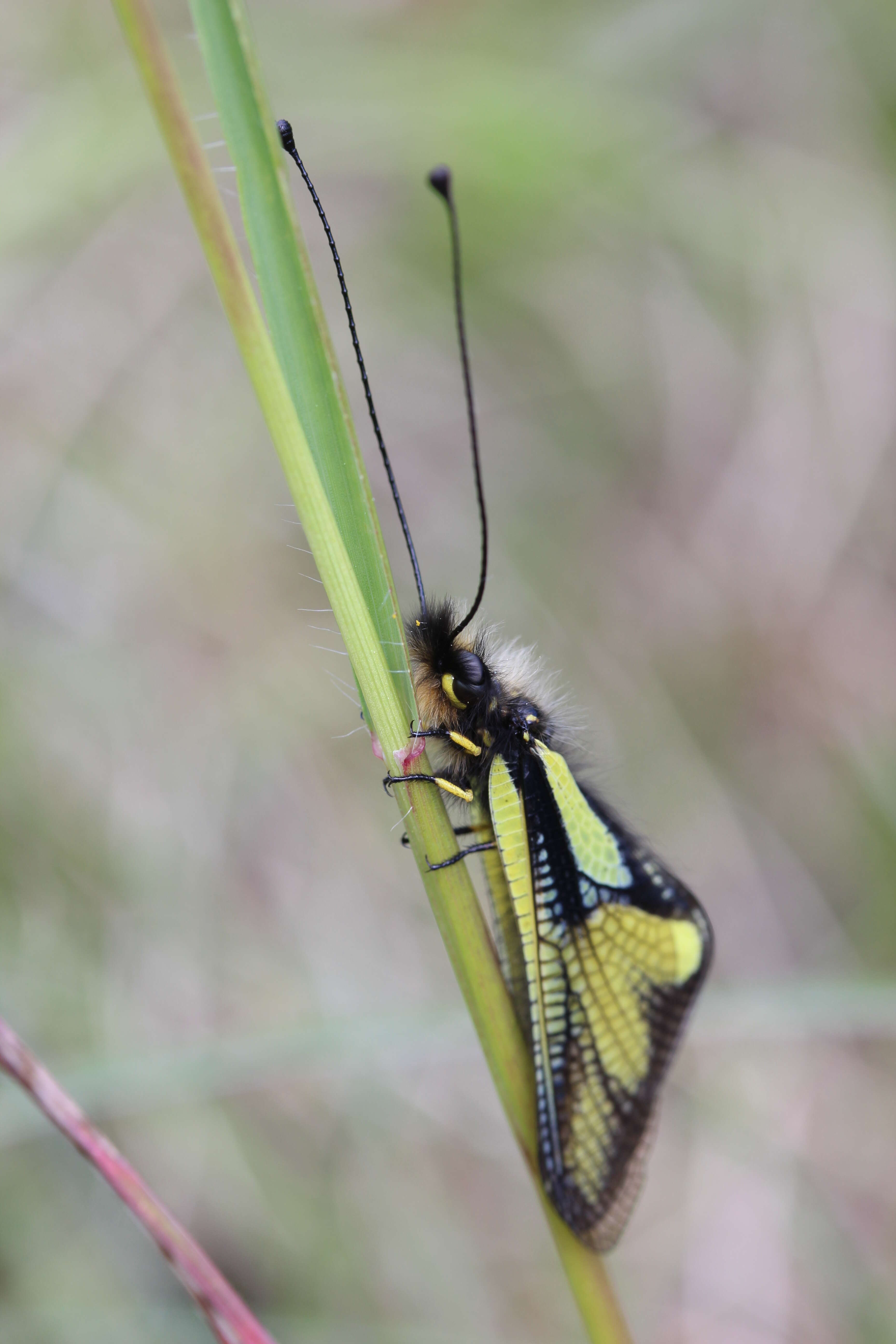 Image of Owly sulphur