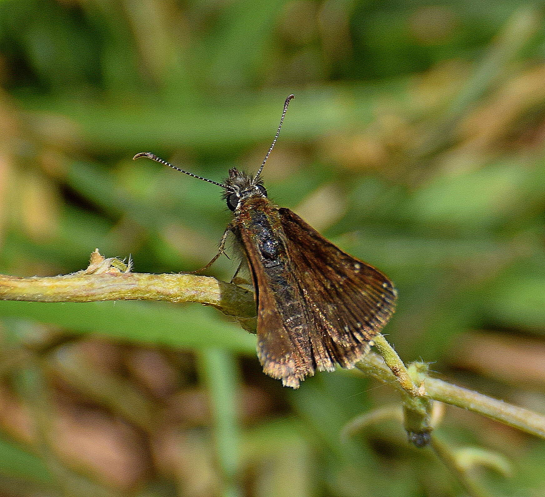 Image of dingy skipper