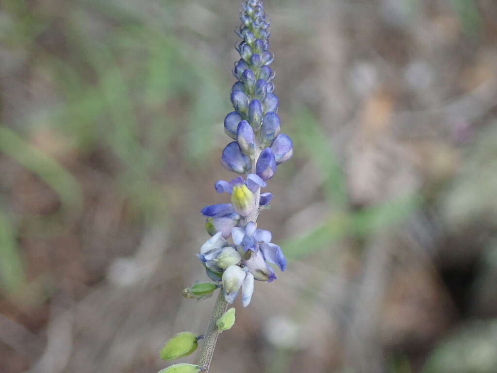 Image of blue pygmyflower