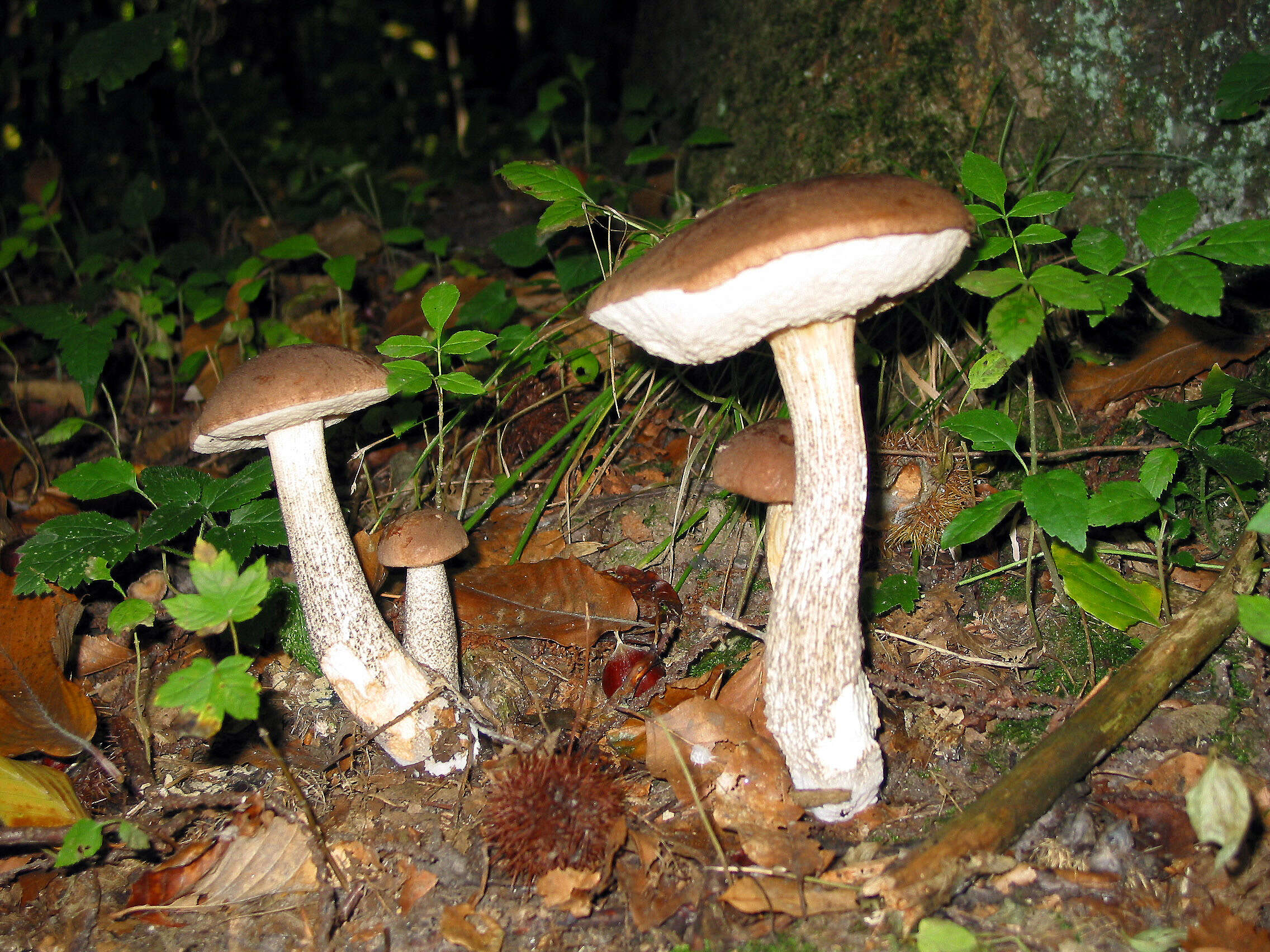 Image of Leccinum scabrum (Bull.) Gray 1821