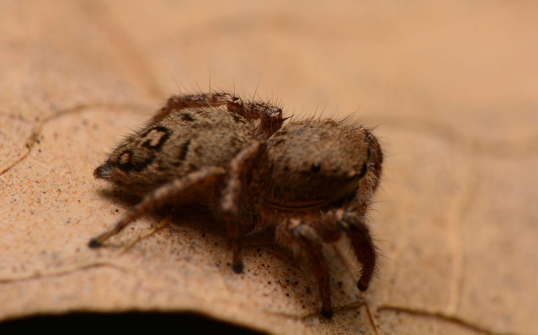 Image of Habronattus coecatus (Hentz 1846)