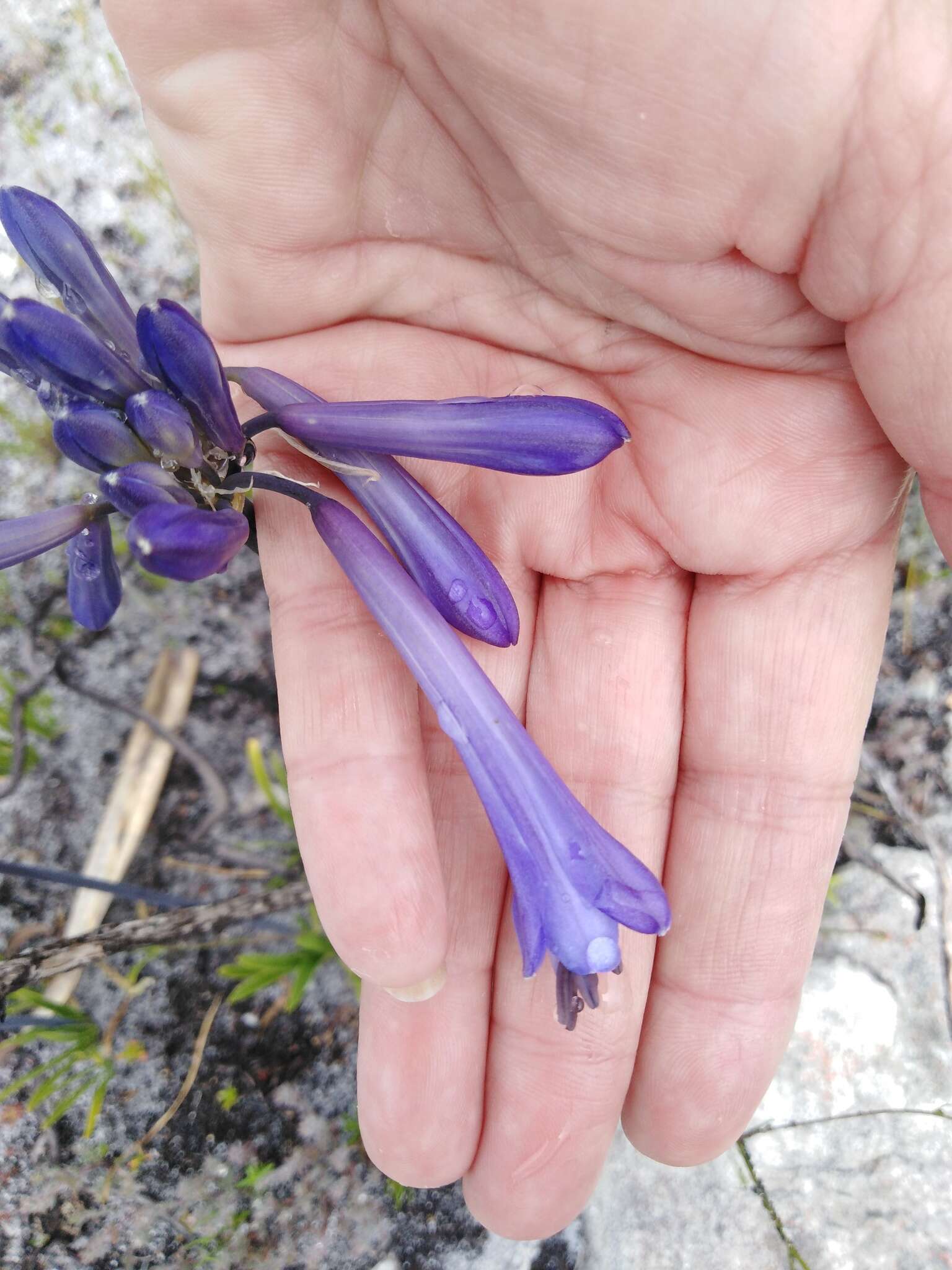 صورة Agapanthus walshii L. Bolus