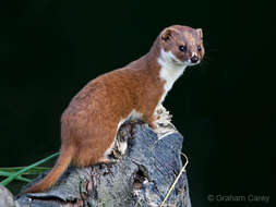 Image of least weasel