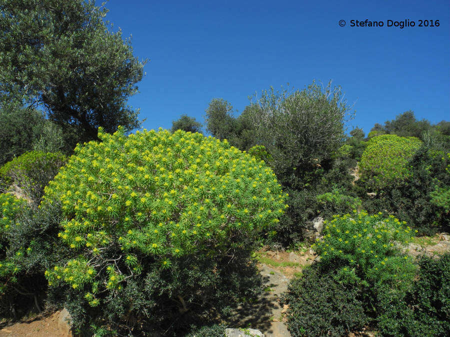 Слика од Euphorbia dendroides L.