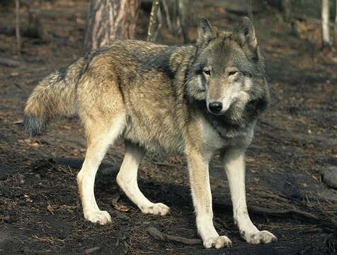 Imagem de Canis lupus campestris Dwigubski 1804