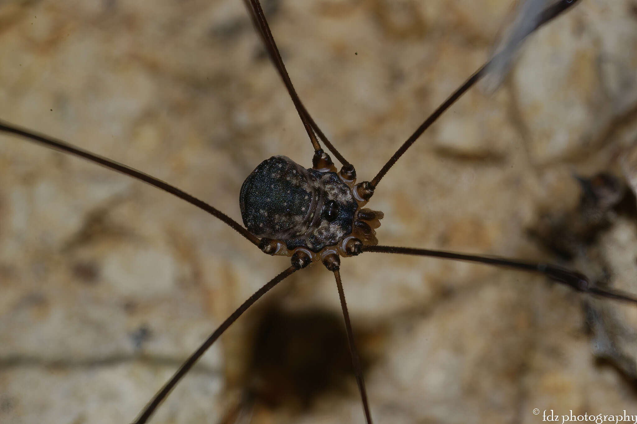 Image de Leiobunum defectivum Rambla 1959