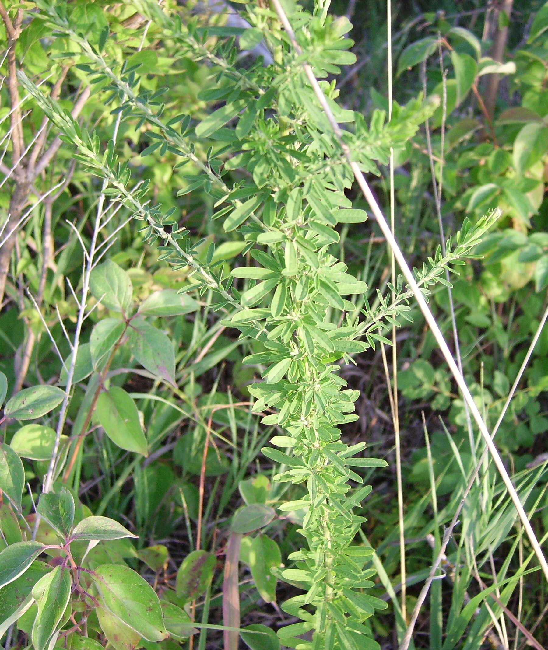 Image of Chinese Bush-Clover