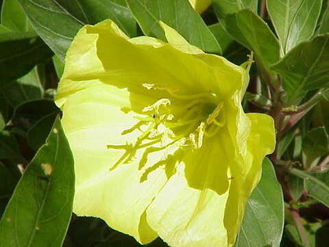 Imagem de Oenothera macrocarpa Nutt.