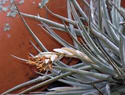 Image of Tillandsia ixioides Griseb.