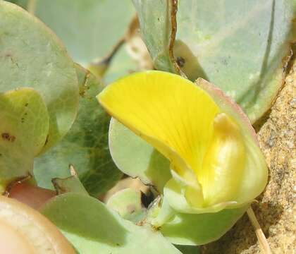 Image of <i>Rafnia acuminata</i>