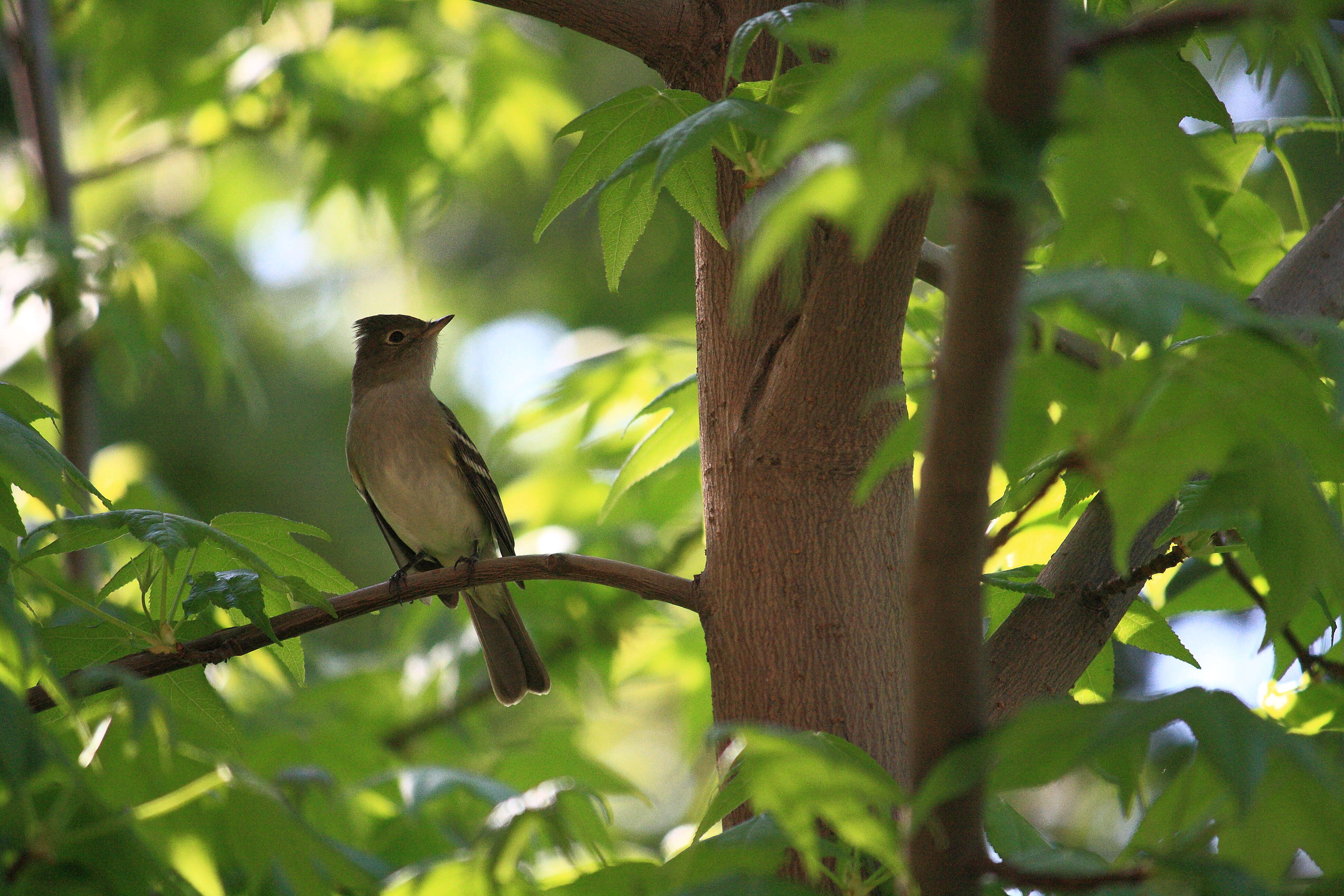 Image of White-crested Elaenia