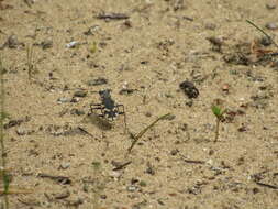 Image of Cicindela (Cicindela) formosa generosa Dejean 1831