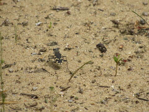 Image de Cicindela (Cicindela) formosa generosa Dejean 1831