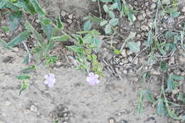 Image of Priva grandiflora (Ortega) Moldenke