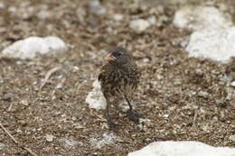 Image of Vampire Ground Finch