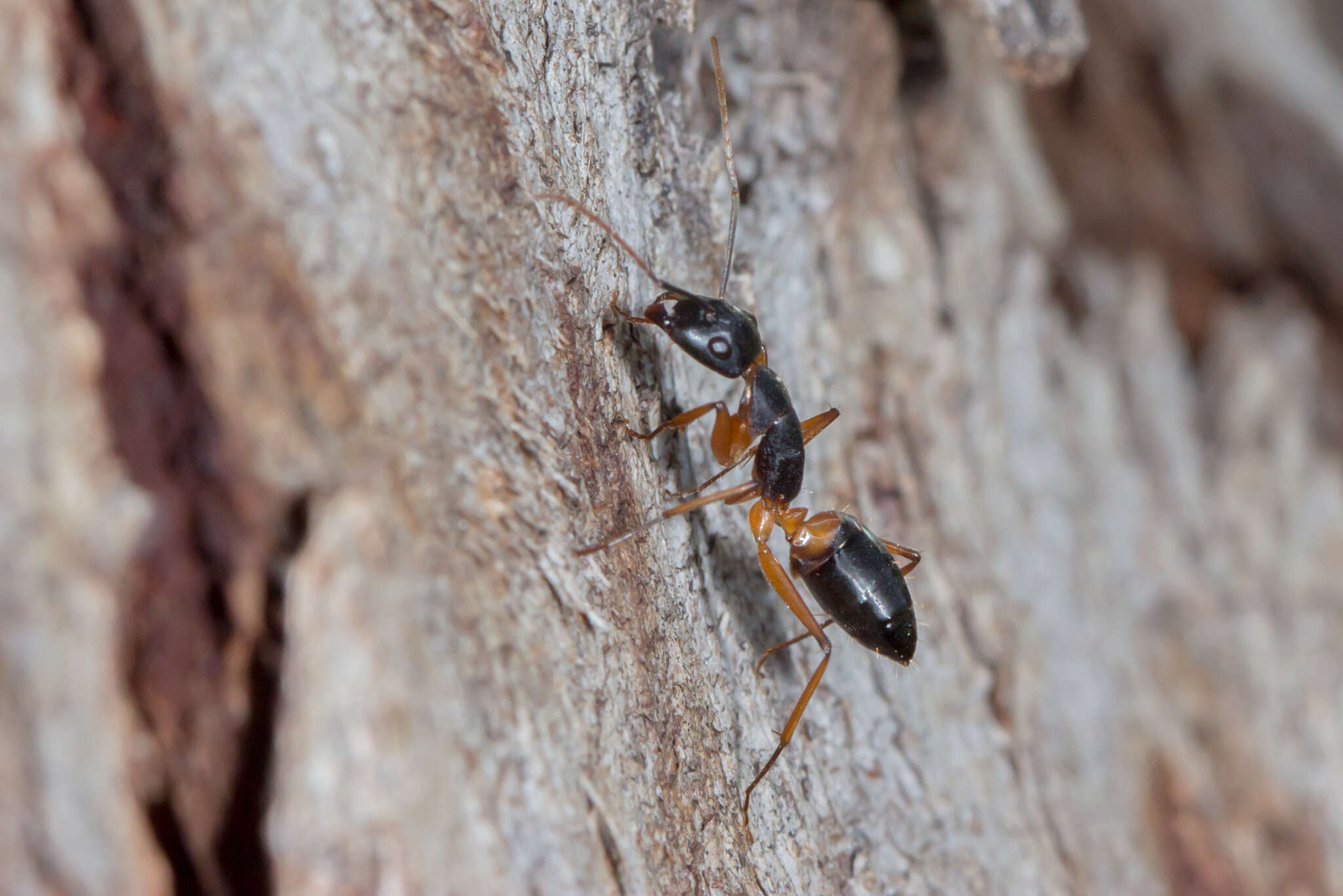 Plancia ëd Camponotus consobrinus (Erichson 1842)