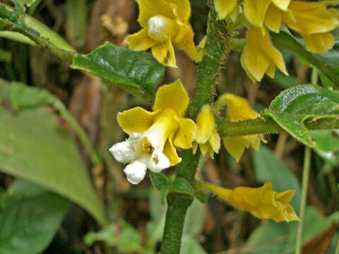 Image of Besleria melancholica (Vell.) C. V. Morton