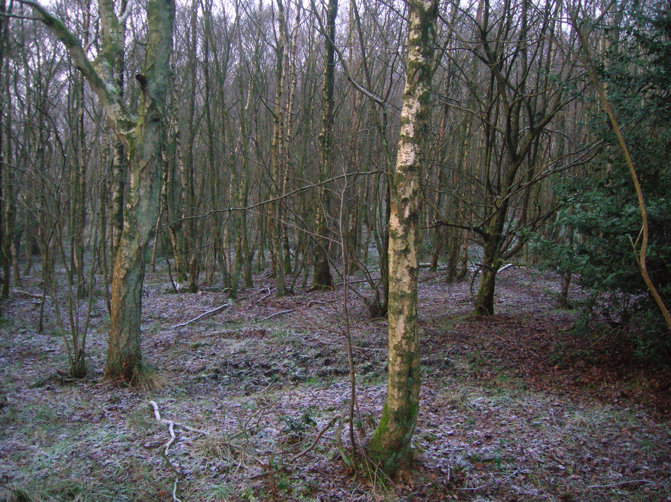 Image of Brown Birch