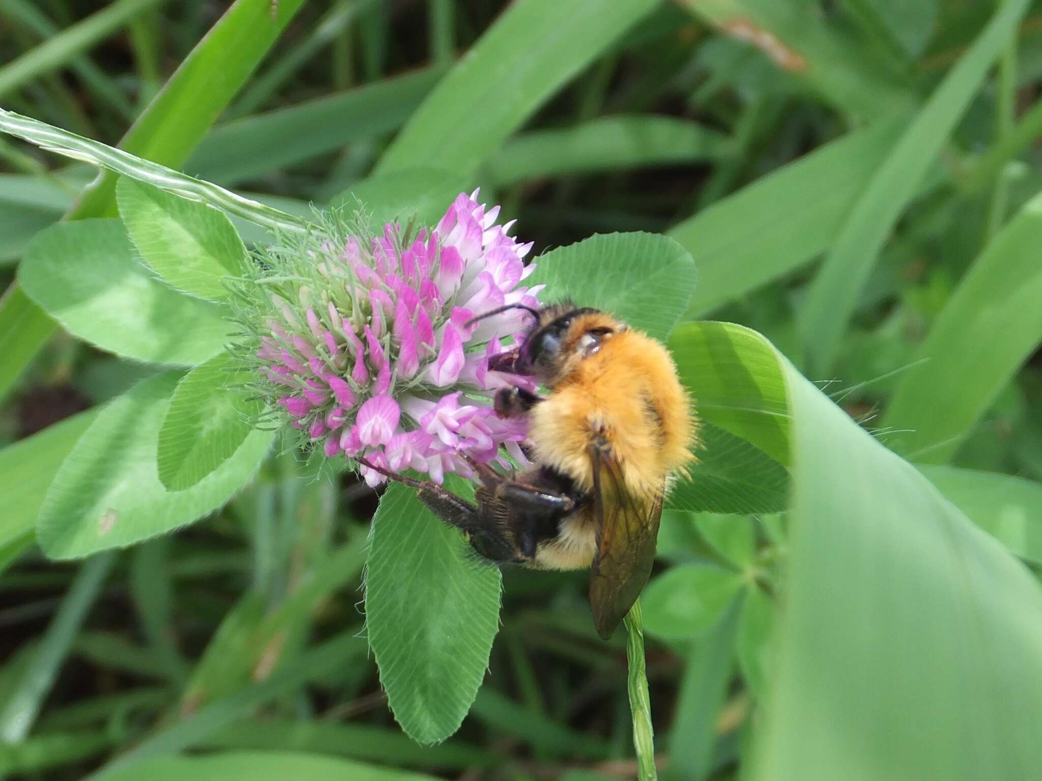 Image of Bombus diversus Smith 1869