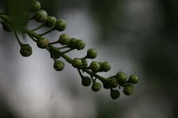 Image of Bird Cherry