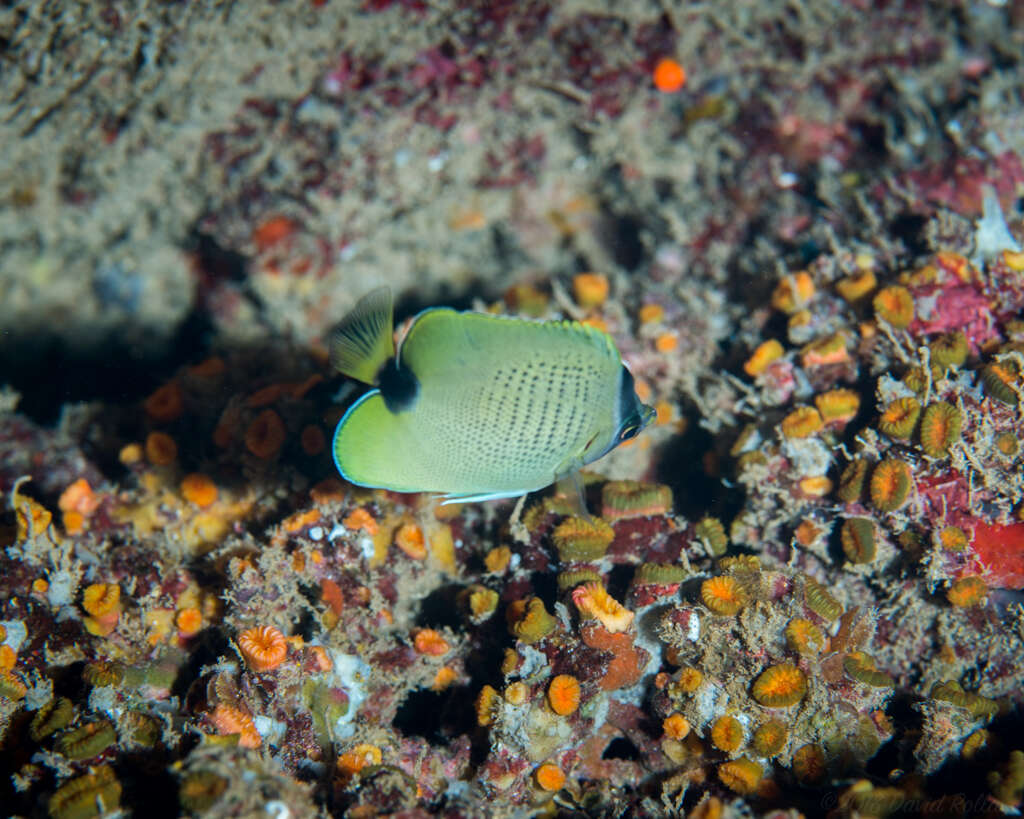 Image of Lemon Butterflyfish