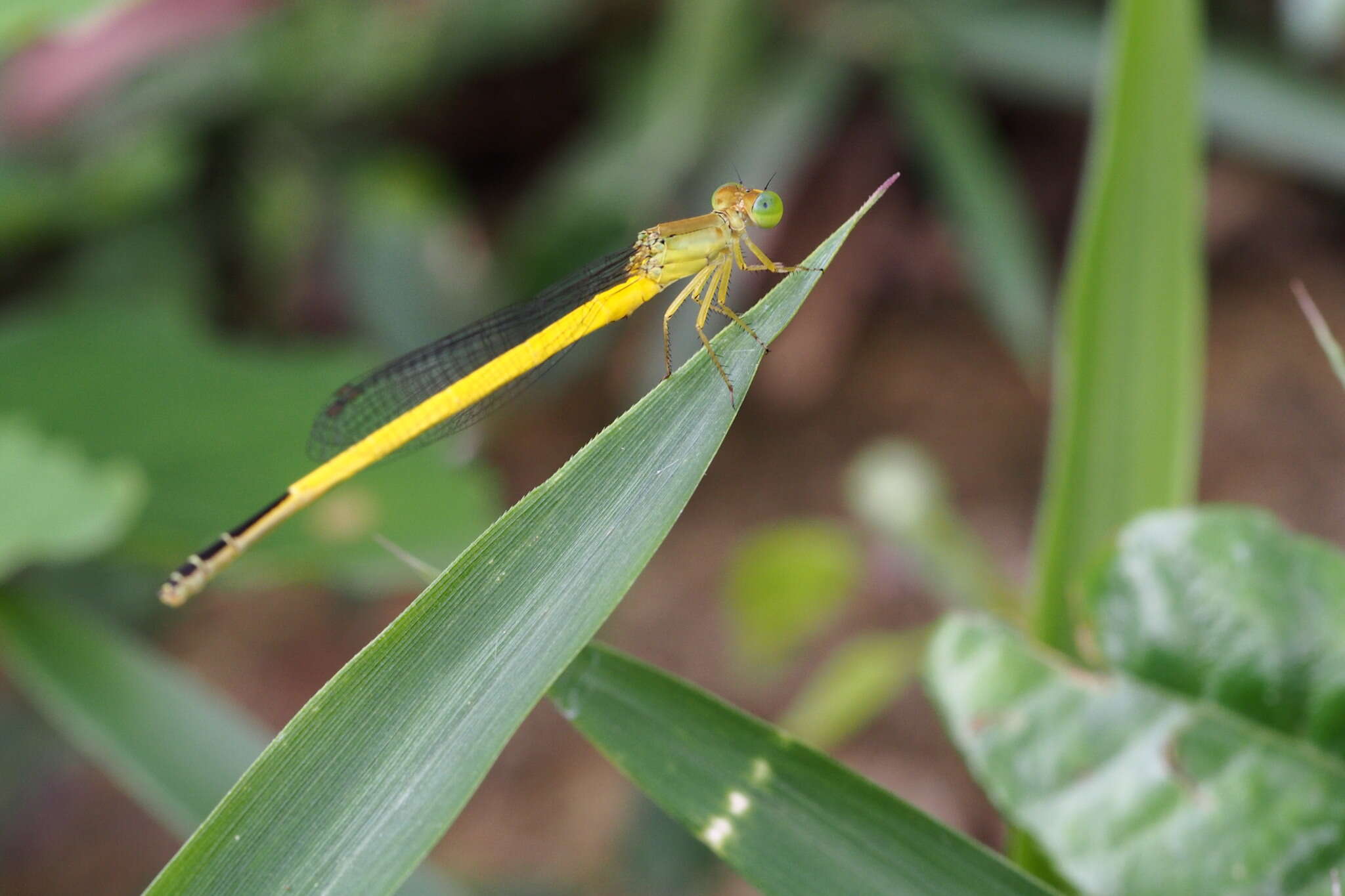 Image of Ceriagrion melanurum Selys 1876