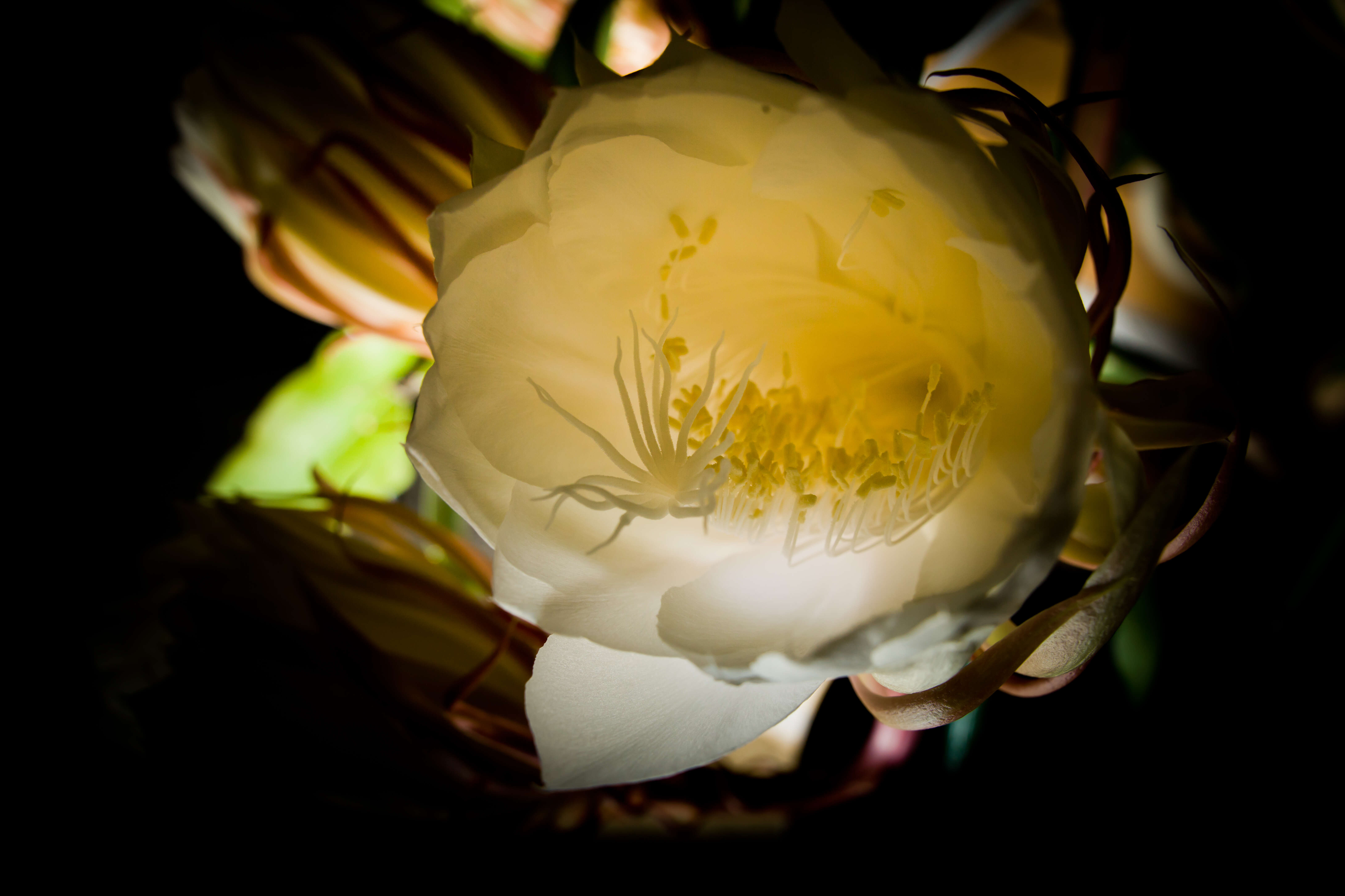 Image of Dutchman's Pipe Cactus