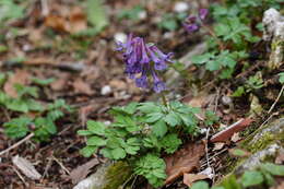 Plancia ëd Corydalis solida (L.) Clairv.