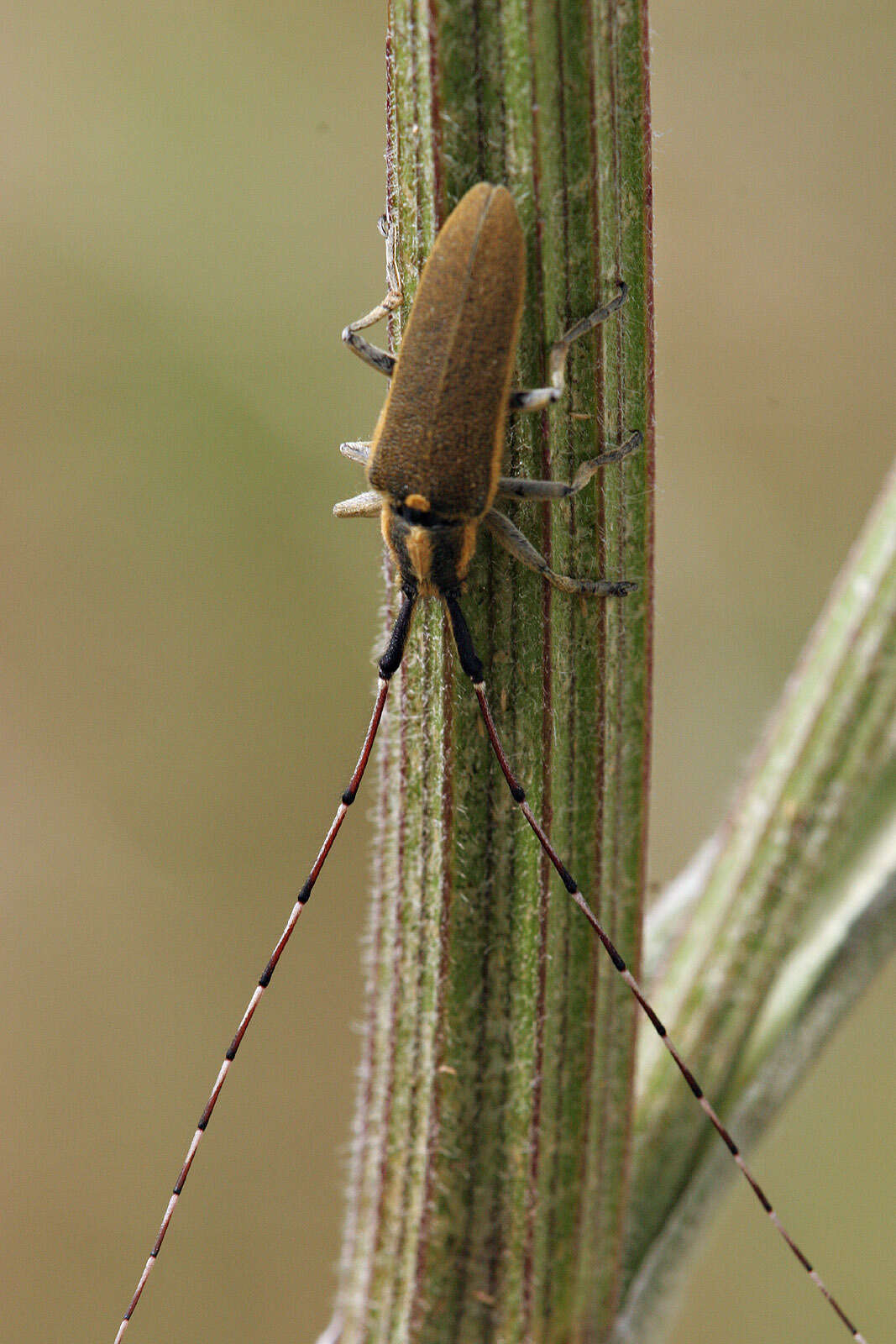 Image of Agapanthia (Epoptes) asphodeli (Latreille 1804)