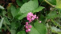 Image of antigonon