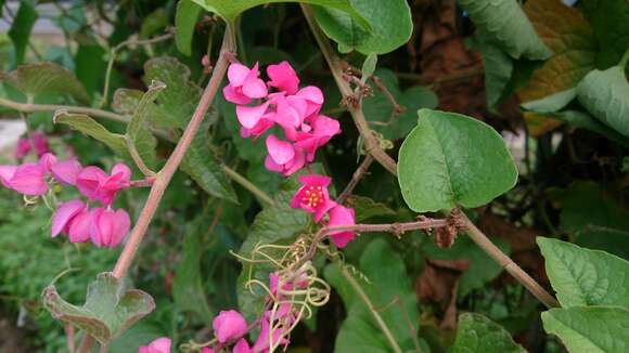 Image of antigonon