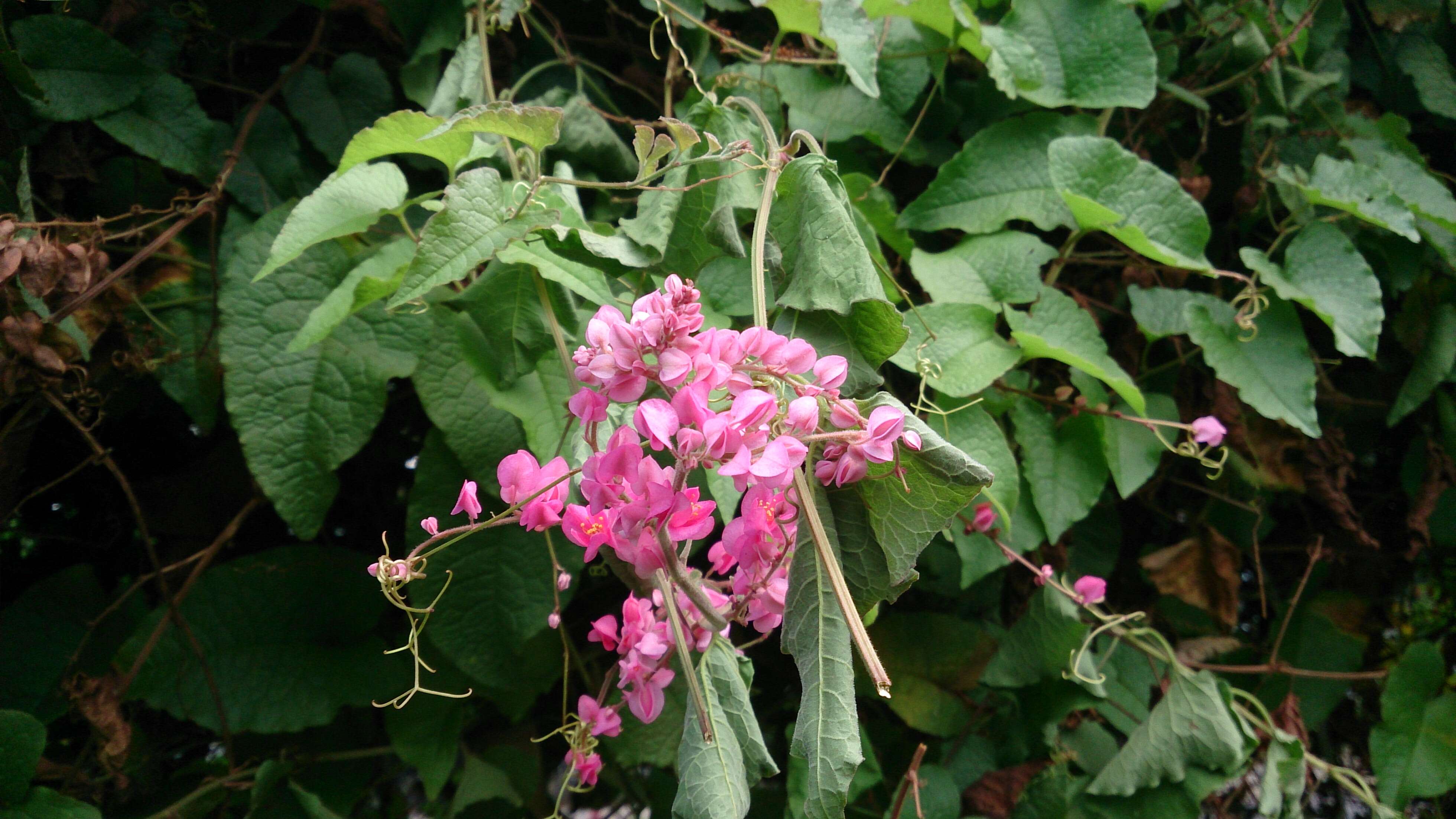 Image of antigonon