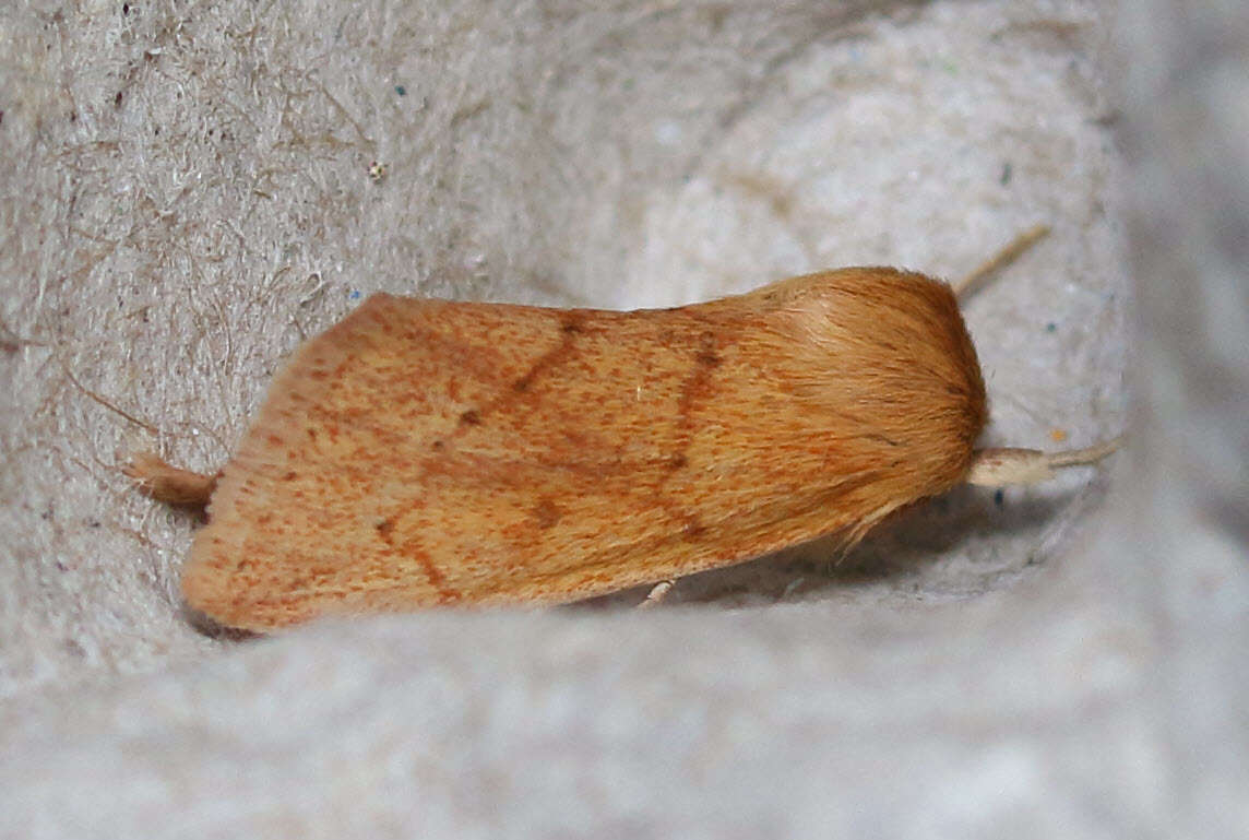 Image of V-lined Quaker Moth