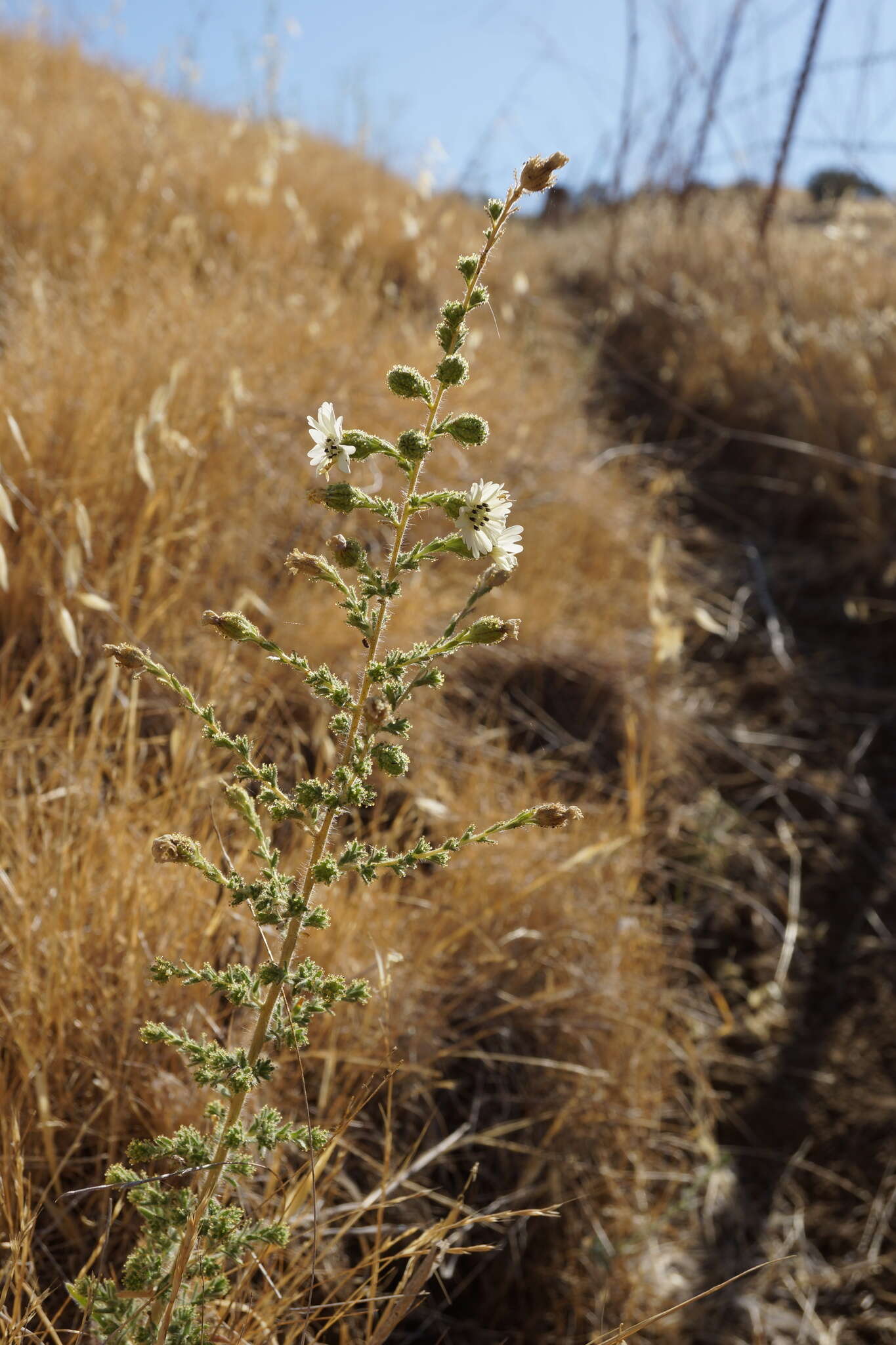 Image of big tarweed