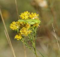 صورة Galatella linosyris (L.) Rchb. fil.