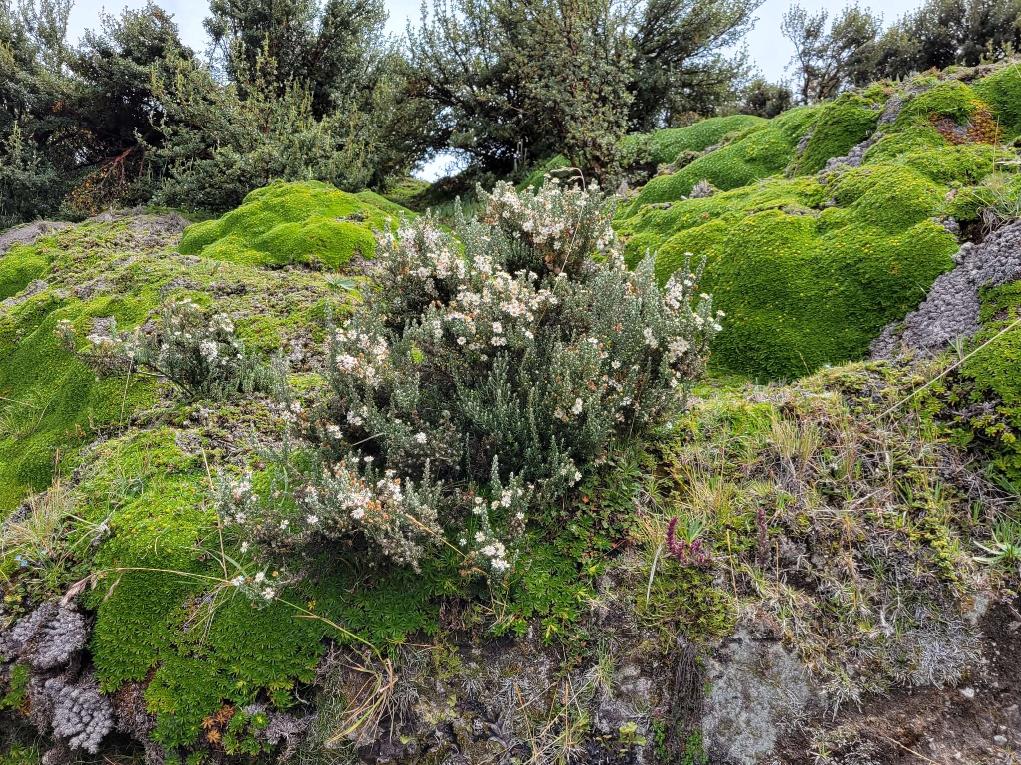 Image of Diplostephium ericoides (Lam.) Cabrera