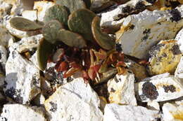 Claytonia umbellata S. Wats. resmi