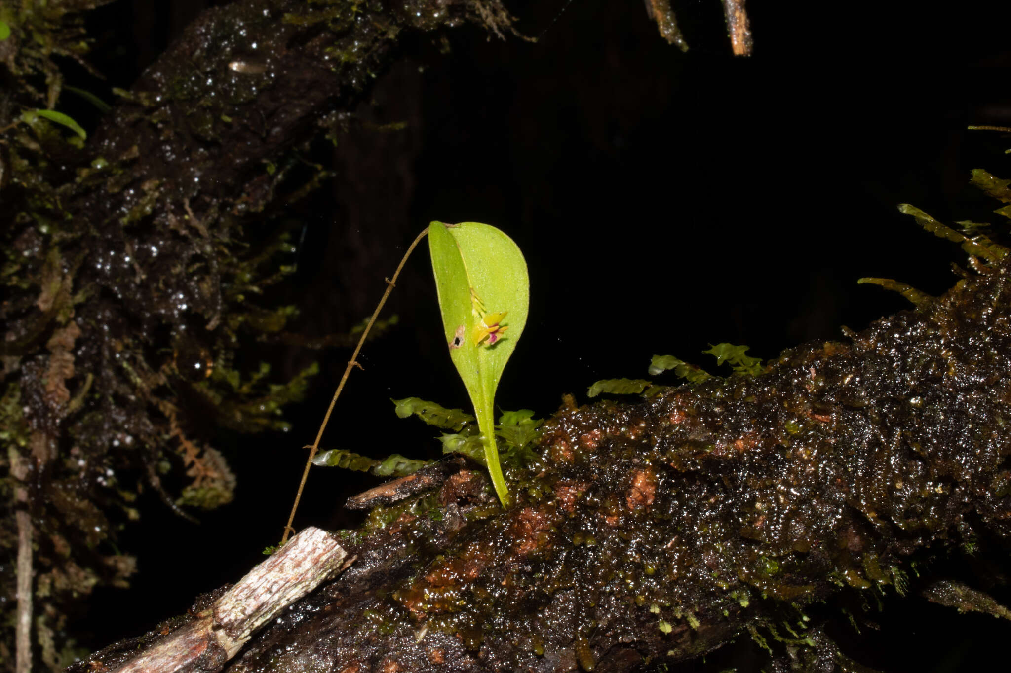 Image of Lepanthes auditor Luer & R. Escobar