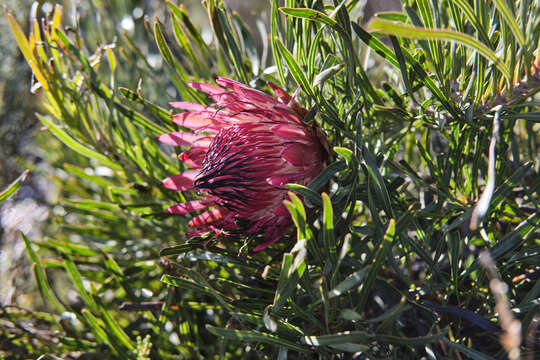 Image of Bashful protea