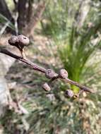 Eucalyptus haemastoma Sm. resmi