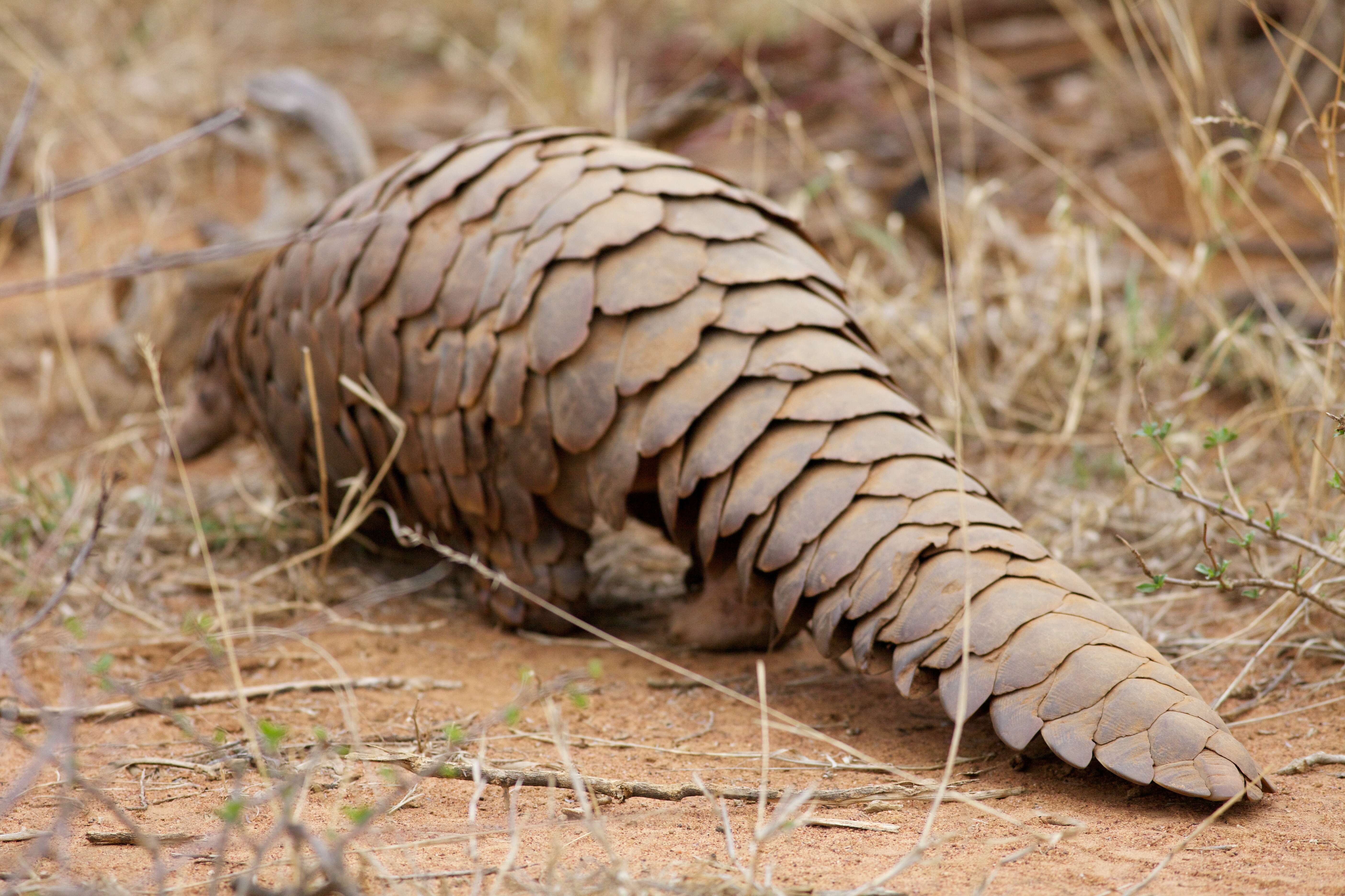 Image de Grand pangolin de l'Inde