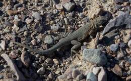 Image of common side-blotched lizard