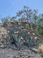 Image of Brownspine Pricklypear