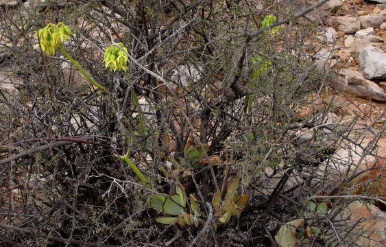 Image of Cotyledon cuneata Thunb.