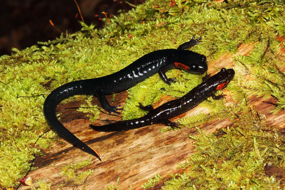 Image of Jordan's Salamander