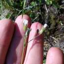 Pseudocherleria charadzeae (Lazkov) Dillenb. & Kadereit resmi