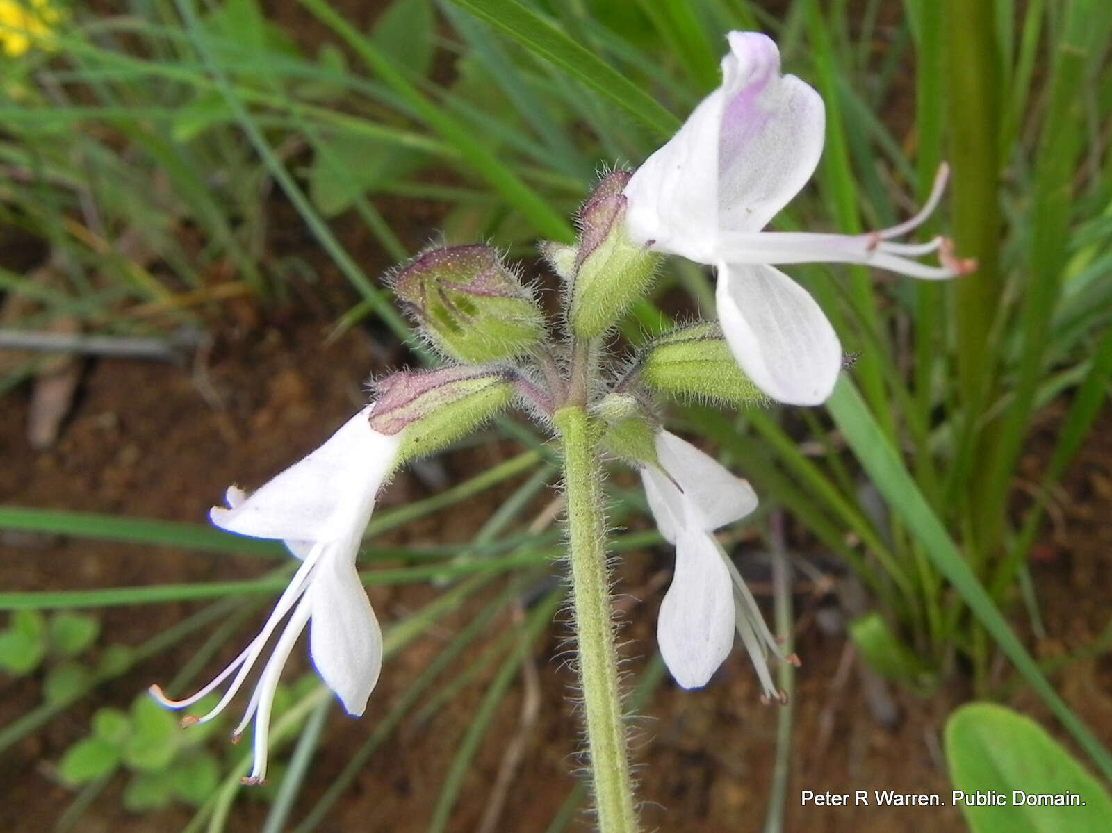 Image of Syncolostemon bolusii (N. E. Br.) D. F. Otieno